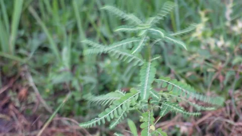 Macro View of Sensitive Mimosa Pudica Plant Stock-Footage 329402392