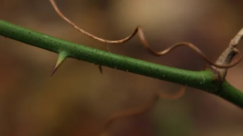 Macro view of a sharp thorny plant Stock Footage 142966645
