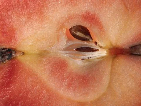Macro view showing core, seed chamber and flesh of a sliced red apple Foto stock
