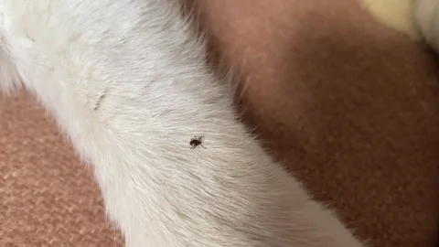 Macro view shows tick crawling on cat fur, tick represents seasonal danger .. Stock Footage 320738751