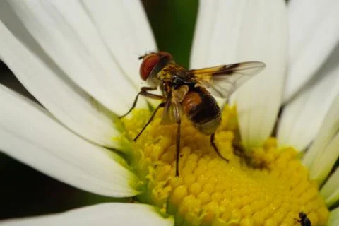 Macro view of side and rear spotted Caucasian flower flies are on yellow flower  Stock Photos