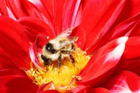 Macro view of the side and top of the Caucasian bumblebee Bombus serrisquama  Stock Photos