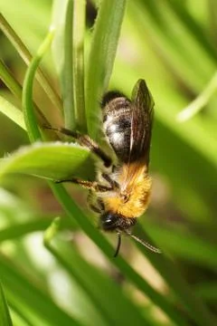 Macro view of the side of a brown fluffy bee Andrena on green leaves Stock Photos