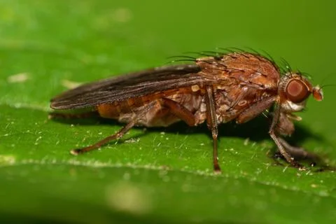 Macro view of a side eating a dark, long and brown fluffy Caucasian fly 写真素材
