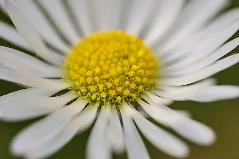 Macro view from a side of single low growing chamomile (Mayweed) flower Stock Photos