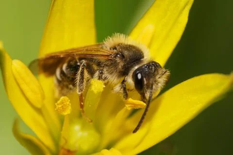 Macro view of side of small bee Andrena collecting nectar  写真素材