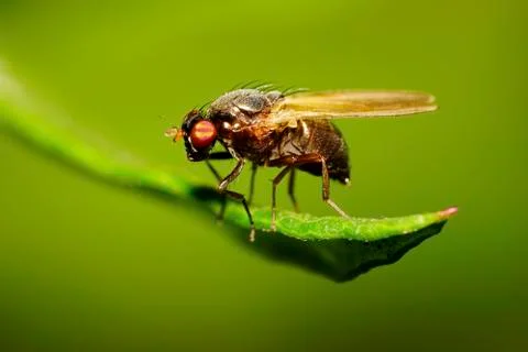 Macro view of a side of a small fly on a green leaf 写真素材