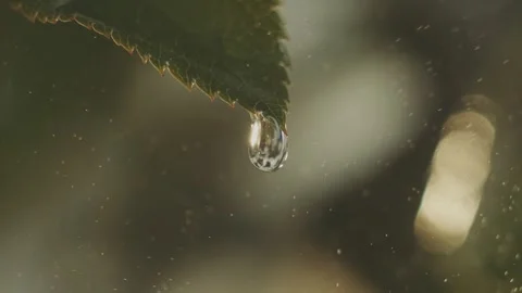 Macro view of a single crystal clear rain drop falling from a green leaf ed.. Stock Footage 337387575