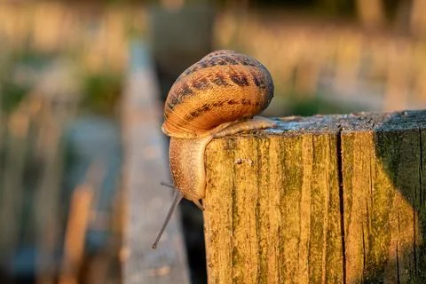 Macro View of Single Edible Snail Climbing Down Weathered Timber Column Fotos Stock