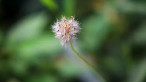 Macro view of a single feathery dandelion seed head glowing softly against .. Stock Footage 344768461