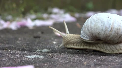 Macro view of a single land snail with a white shell crawling on a stone surface Stock Footage 347030744