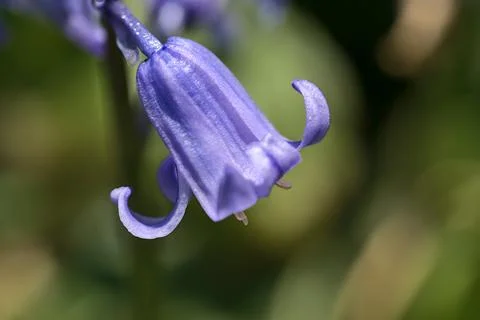 Macro view of single spring bluebell (Hyacinthoides non-scripta) flower Stock Photos