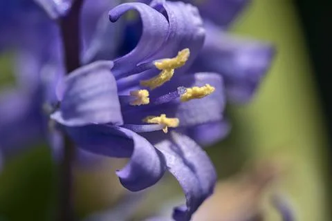 Macro view of single spring bluebell (Hyacinthoides non-scripta) flower Foto stock