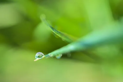 Macro view of single water drop of morning dew on green hydrophobic lawn grass Stock Photos
