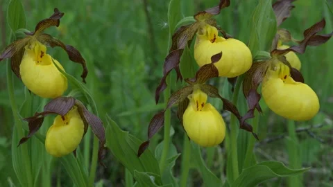 Macro view of six beautiful Yellow Lady’s Slippers moving slowly in the wind. Stock Footage 132912310