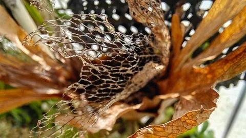 Macro View of Skeletal Vein Pattern on Dried Staghorn Fern Leaf Texture Stock Photos