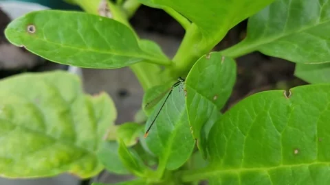 Macro View of a Slender Damselfly on Green Leaf with Agile Movement 库存影片 338287239