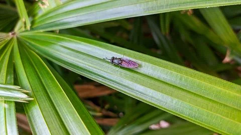 Macro view of slender fly on vibrant pandan leaves Stock Photos