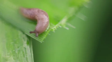 Macro view of slug moving across leaf Stock Footage 50542523