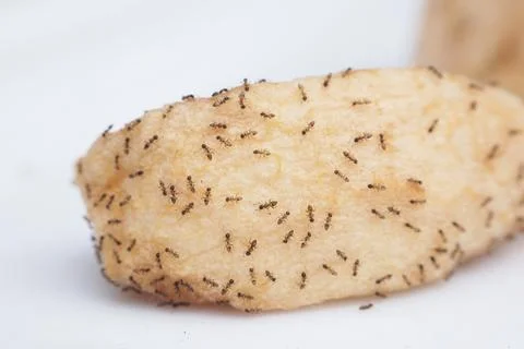 Macro view of small ants swarming a sweet apple slice on a white background.. 库存照片