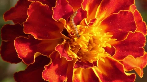 Macro view of small caterpillar eating red marigold Tagetes flower core 스톡 동영상 343557194