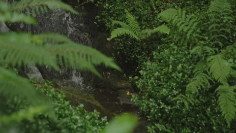 Macro view of a small forest waterfall surrounded by lush greenery, with blurred 스톡 동영상 344206854