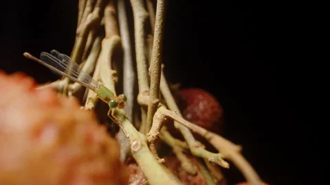 Macro View of Small Green Damselfly Resting on Lychee Branch Among Dry Stems Stock Footage 310198420