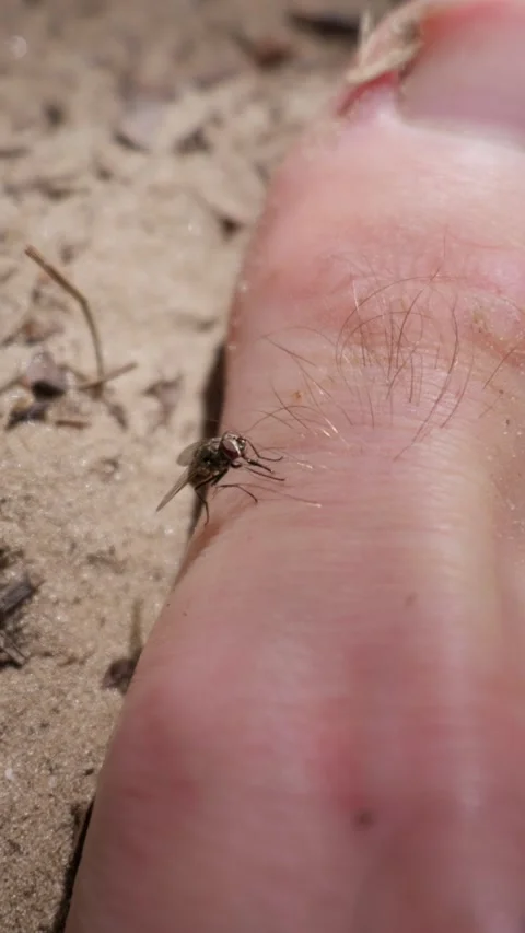 Macro View of Small House Fly Perched on Human Skin Outdoors Video stock 342769421