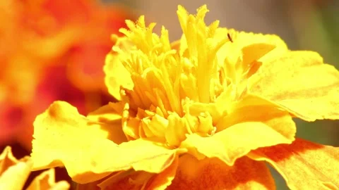 Macro view of small insect crawling on yellow marigold Tagetes flower head Видео 343561317