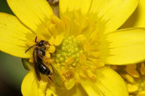 Macro view of a small pollen of a dark Caucasian wild bee Stock Photos