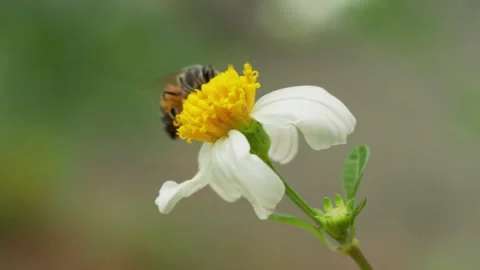 Macro View of Small Pollinating Bee Resting on Flower Stock-Footage 341375135