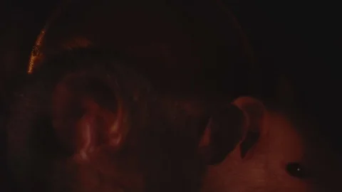 Macro view of small rats with white and grey furs sit in gold Christmas pot. Stock Footage 117010372