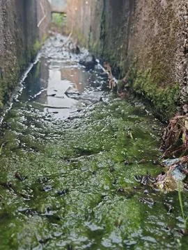 Macro View of Small Snails in Shallow Stagnant Water or Mossy Urban Drainage Stock Photos