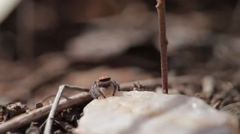 A macro view of a small spider in the Australian bush. Stock Footage 62308927