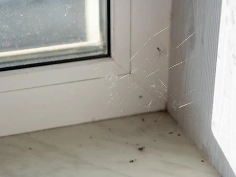 Macro view of small spider in web spun in white window frame Stock Photos