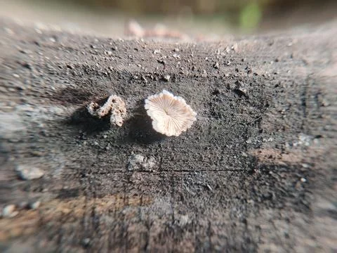 Macro View of a Small Splitgill Mushroom Growing on a Decaying Log Foto stock