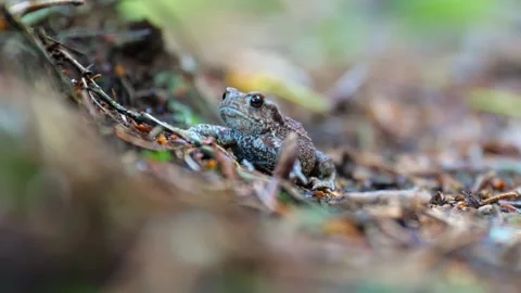 Macro View of a Small Toad Breathing in the Forest 動画素材 327508094