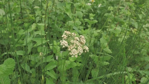 Macro view of small wasp sitting at the white flower in montan countryside place Stock Footage 93161037