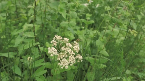 Macro view of small wasp sitting at the white flower in montan countryside place Stock Footage 93161087