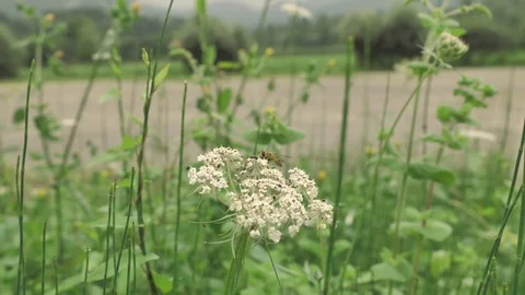 Macro view of small wasp sitting at the white flower in montan countryside place Stock Footage 93161225