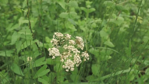 Macro view of small wasp sitting at the white flower in montan countryside place Stock Footage 93161304