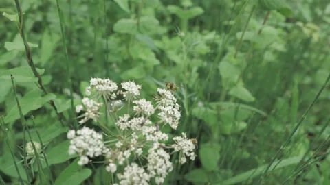 Macro view of small wasp sitting at the white flower in montan countryside place Stock Footage 93161411
