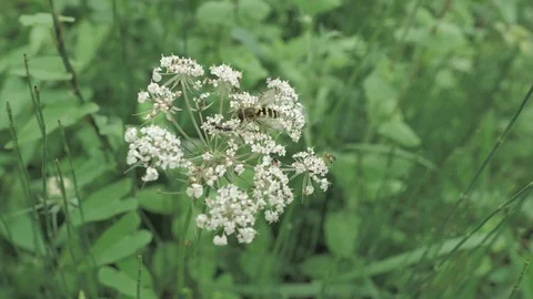 Macro view of small wasp sitting at the white flower in montan countryside place Stock Footage 93161436