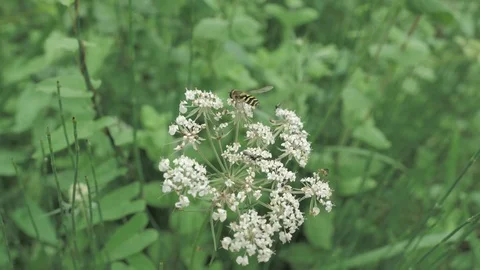 Macro view of small wasp sitting at the white flower in montan countryside place Stock Footage 93161487