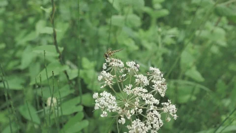 Macro view of small wasp sitting at the white flower in montan countryside place Stock Footage 93161566