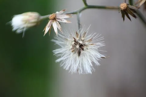 Macro view of a small white flower Stock Photos