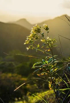 Macro view of small white flowering plant in golden sunlight and mountain Stock Photos