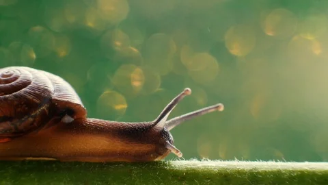 Macro view of snail Vidéo 92867314