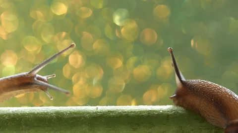 Macro view of snail Vidéo 92885462