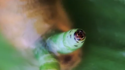 Macro view of snail parasitized by a worm, tentacle enlarged and twitching .. Vídeos de archivo 310612630